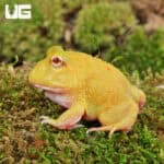 Super Pikachu Pacman Frogs for sale - Underground Reptiles