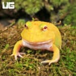 Super Pikachu Pacman Frogs for sale - Underground Reptiles