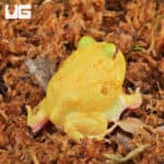 Super Pikachu Pacman Frogs for sale - Underground Reptiles