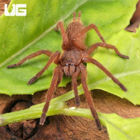 Uthai Thani Orange Tarantulas For Sale - Underground Reptiles