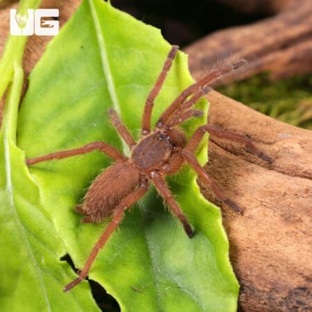 Uthai Thani Orange Tarantulas For Sale - Underground Reptiles
