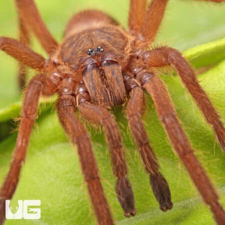 Uthai Thani Orange Tarantulas For Sale - Underground Reptiles