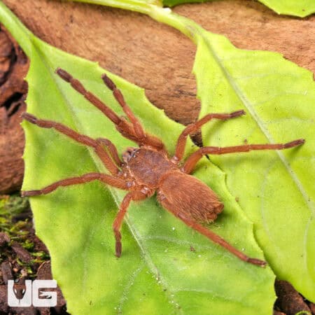 Uthai Thani Orange Tarantulas For Sale - Underground Reptiles