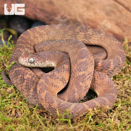 Western Forest Egg Eating Snakes For Sale - Underground Reptiles