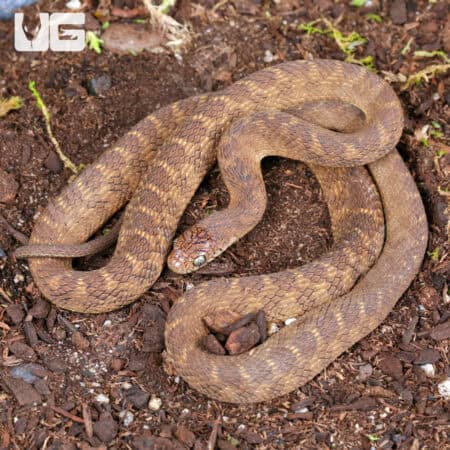 Western Forest Egg Eating Snakes For Sale - Underground Reptiles