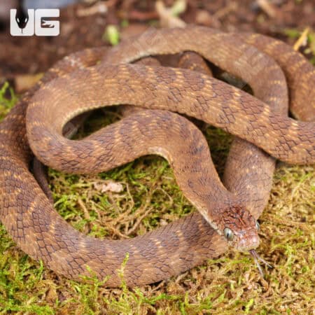 Western Forest Egg Eating Snakes For Sale - Underground Reptiles