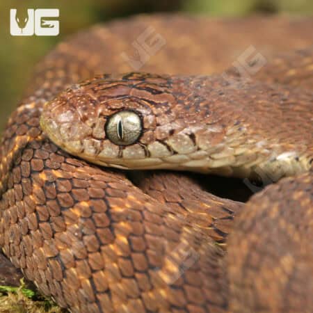 Western Forest Egg Eating Snakes For Sale - Underground Reptiles