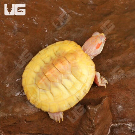 Yearling Albino Red Ear Slider Turtles For Sale - Underground Reptiles