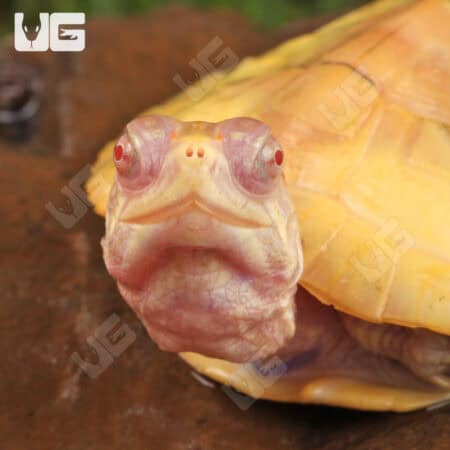 Yearling Albino Red Ear Slider Turtles For Sale - Underground Reptiles