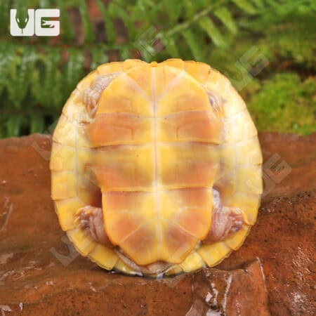 Yearling Albino Red Ear Slider Turtles For Sale - Underground Reptiles