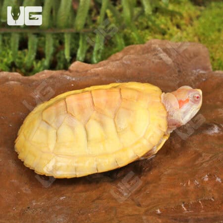 Yearling Albino Red Ear Slider Turtles For Sale - Underground Reptiles