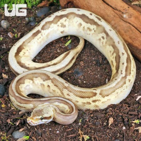 Yearling Male Pastel Lesser Leopard Fire Ball Python For Sale - Underground Reptiles