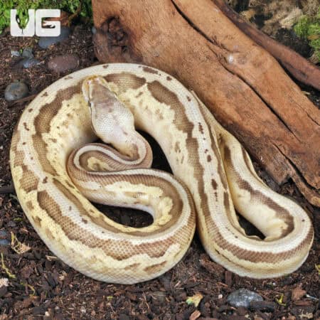 Yearling Male Pastel Lesser Leopard Fire Ball Python For Sale - Underground Reptiles