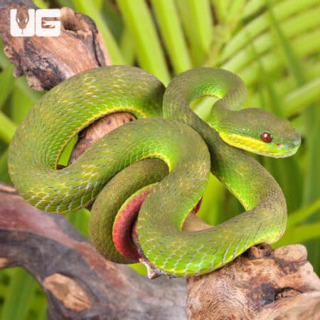 White Lipped Pit Viper (Trimeresurus albolabris) For Sale - Underground Reptiles