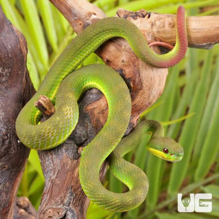 White Lipped Pit Viper (Trimeresurus albolabris) For Sale - Underground Reptiles
