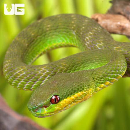 White Lipped Pit Viper (Trimeresurus albolabris) For Sale - Underground Reptiles