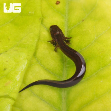 Greater Siren (Siren lacertina) For Sale - Underground Reptiles