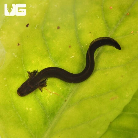 Greater Siren (Siren lacertina) For Sale - Underground Reptiles