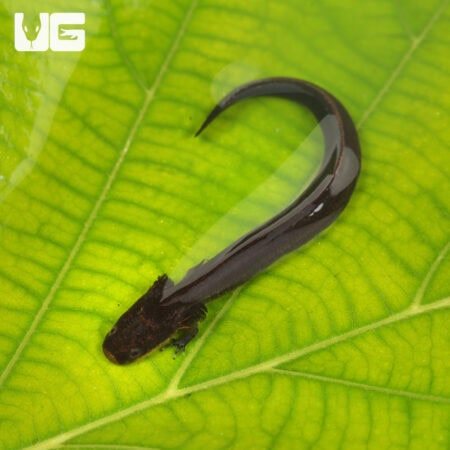 Greater Siren (Siren lacertina) For Sale - Underground Reptiles