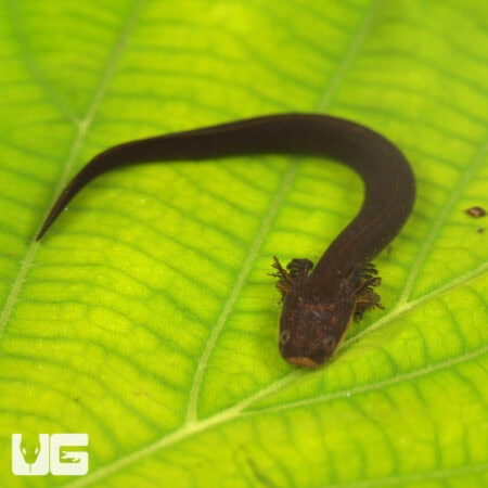 Greater Siren (Siren lacertina) For Sale - Underground Reptiles