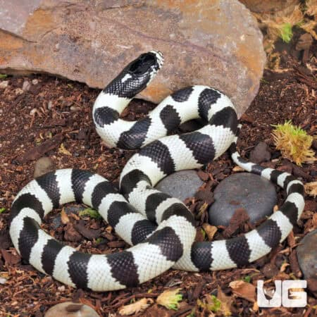 Baby California Kingsnake (Lampropeltis getula californiae) For Sale - Underground Reptiles