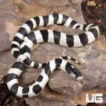 Baby California Kingsnake (Lampropeltis getula californiae) For Sale - Underground Reptiles