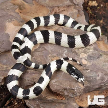 Baby California Kingsnake (Lampropeltis getula californiae) For Sale - Underground Reptiles