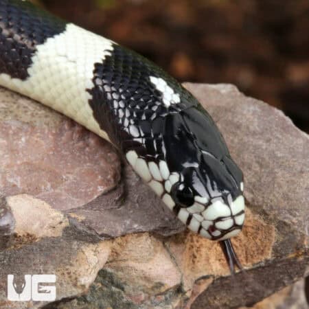 Baby California Kingsnake (Lampropeltis getula californiae) For Sale - Underground Reptiles