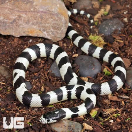 Baby California Kingsnake (Lampropeltis getula californiae) For Sale - Underground Reptiles