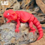 3D Printed Reptiles & Inverts – A New Dimension of Nature’s Wonders!
