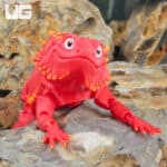 3D Printed Reptiles & Inverts – A New Dimension of Nature’s Wonders!