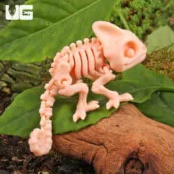 3D Printed Reptiles & Inverts – A New Dimension of Nature’s Wonders!