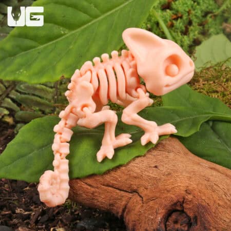 3D Printed Reptiles & Inverts – A New Dimension of Nature’s Wonders!