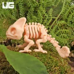 3D Printed Reptiles & Inverts – A New Dimension of Nature’s Wonders!