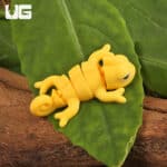 3D Printed Reptiles & Inverts – A New Dimension of Nature’s Wonders!