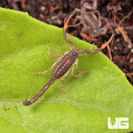 Baby Florida Bark Scorpions For Sale - Underground Reptiles