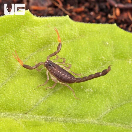Baby Florida Bark Scorpions For Sale - Underground Reptiles