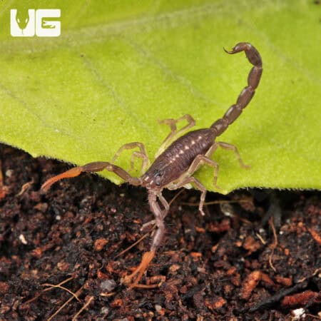 Baby Florida Bark Scorpions For Sale - Underground Reptiles
