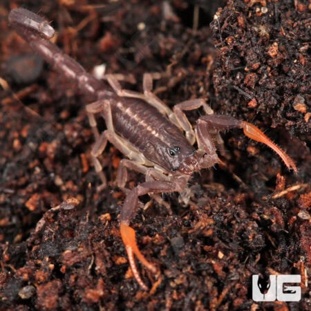 Baby Florida Bark Scorpions For Sale - Underground Reptiles