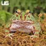 Samurai Blue Pacman Frog For Sale - Underground Reptiles