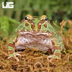 Samurai Blue Pacman Frog For Sale - Underground Reptiles
