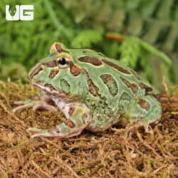 Samurai Blue Pacman Frog For Sale - Underground Reptiles