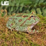 Samurai Blue Pacman Frog For Sale - Underground Reptiles