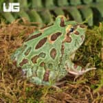 Samurai Blue Pacman Frog For Sale - Underground Reptiles