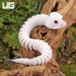 3D Printed Reptiles & Inverts – A New Dimension of Nature’s Wonders!