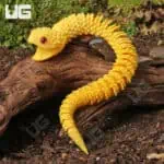 3D Printed Reptiles & Inverts – A New Dimension of Nature’s Wonders!
