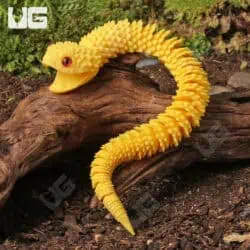 3D Printed Reptiles & Inverts – A New Dimension of Nature’s Wonders!