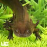 Water Dogs For Sale - Underground Reptiles