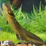 Water Dogs For Sale - Underground Reptiles