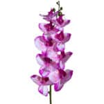 wholesale-lugarti-naturalistic-moth-orchid